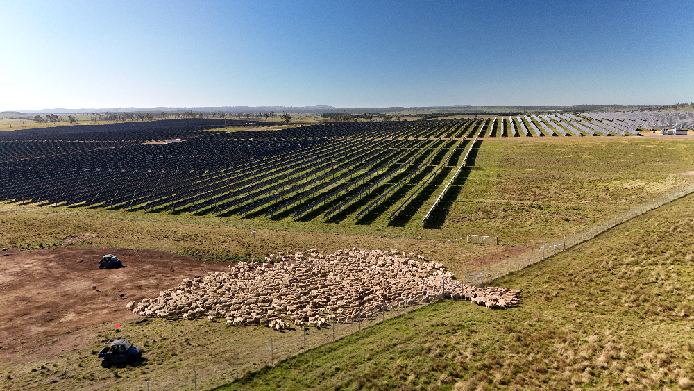 2,000 sheep grazing alongside New England Solar project
