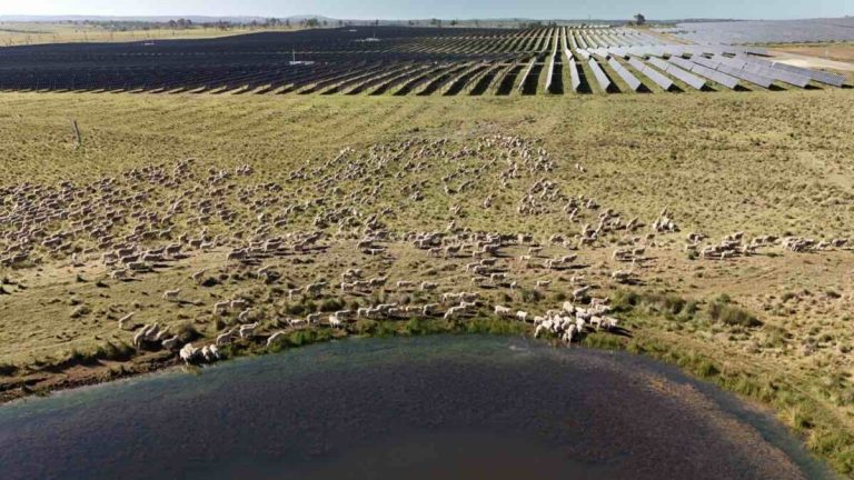 Australia’s biggest solar farm reaches peak output, now to host 6,000 sheep