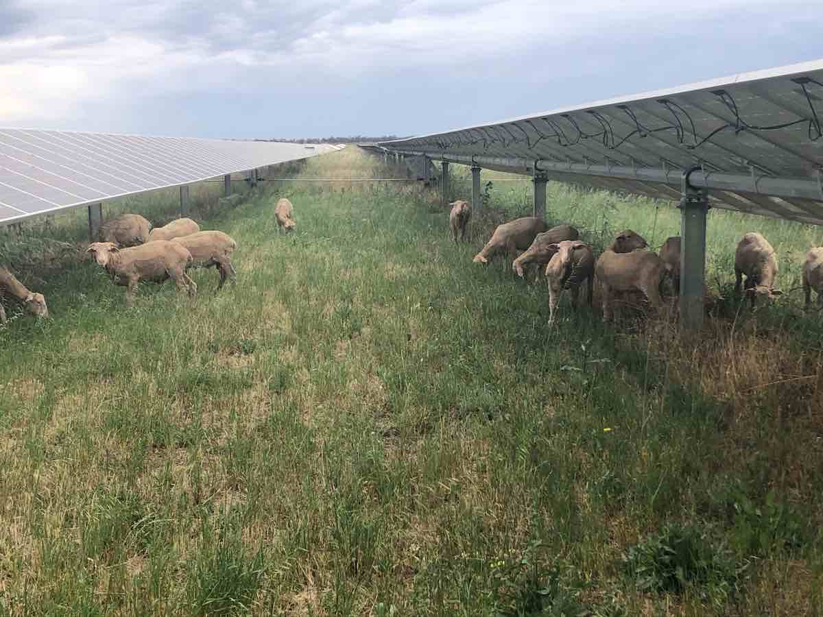 Big solar farm in NSW approved after widening gaps in solar rows to allow more sheep