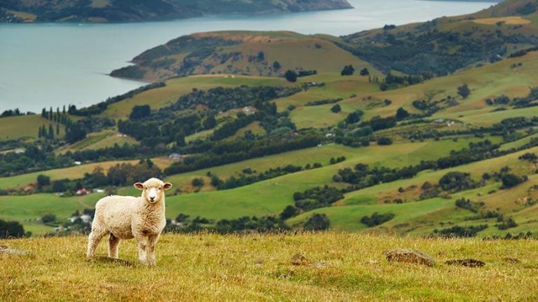 FRV and Genesis secures finance for largest solar farm in New Zealand