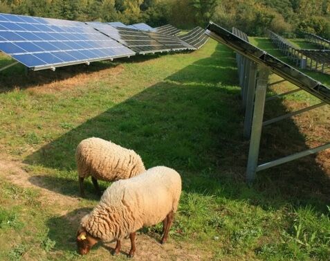 German developer takes solar grazing seriously with Deepwater project