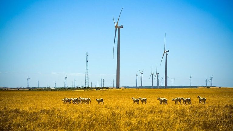 Local council begs state to create NSW-like renewables plan