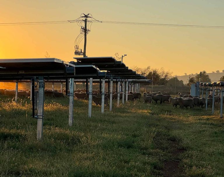The sheep farmer who turned a 1800 call to coal giant AGL into a major solar grazing deal